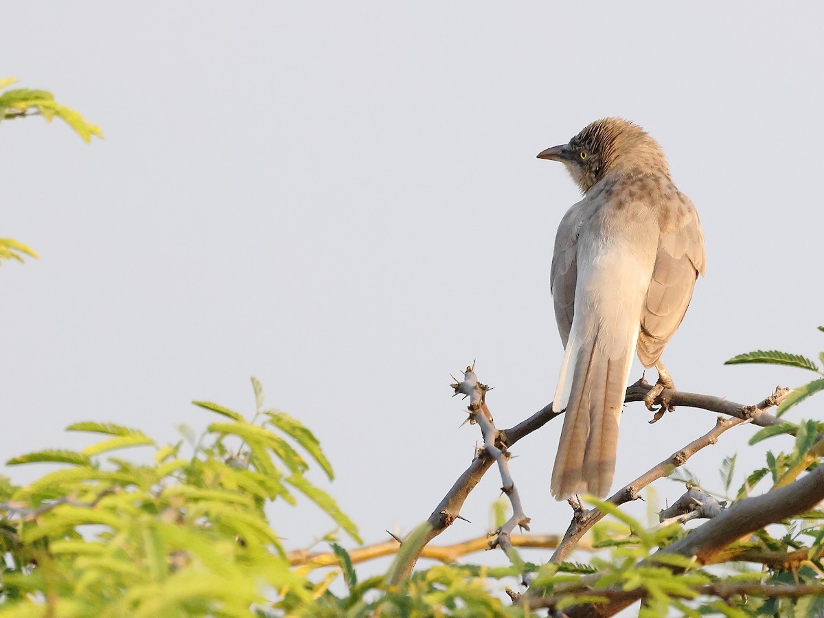 Large Gray Babbler - ML646242135