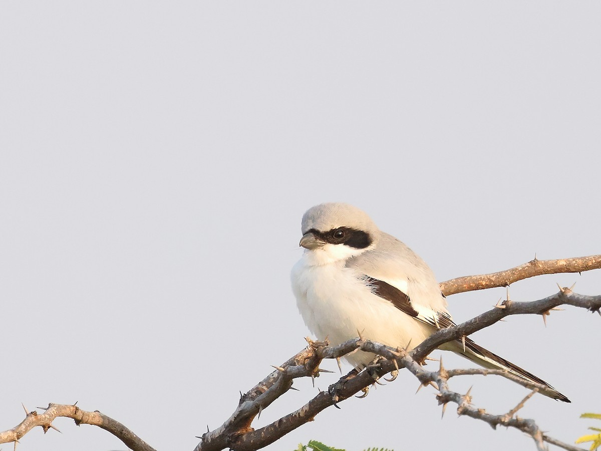 Alcaudón Norteño - ML646242141