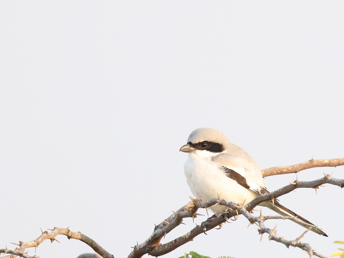 Alcaudón Norteño - ML646242142
