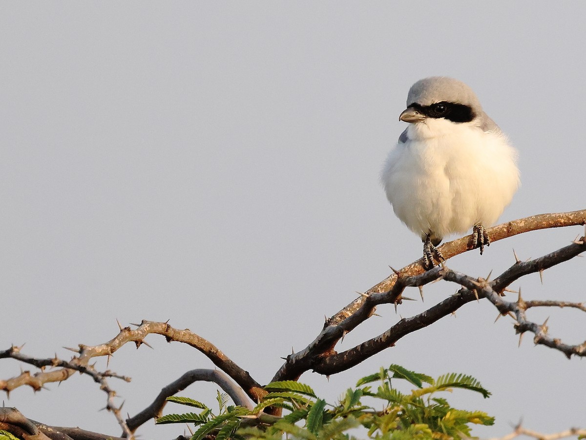 Alcaudón Norteño - ML646242143