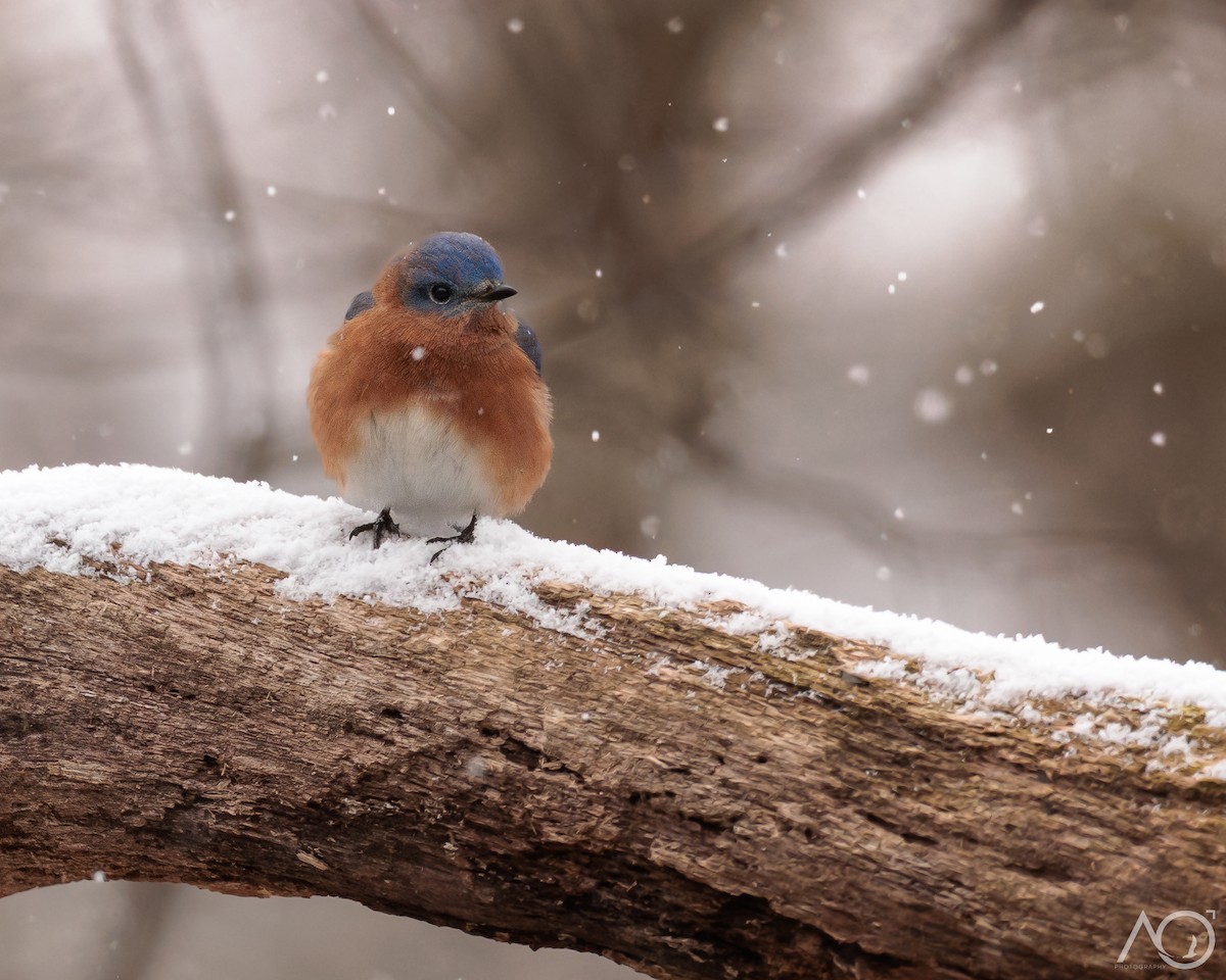 Azulejo Oriental - ML646242146