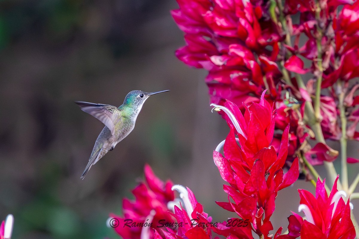 Amazilia Coroniazul - ML646242147