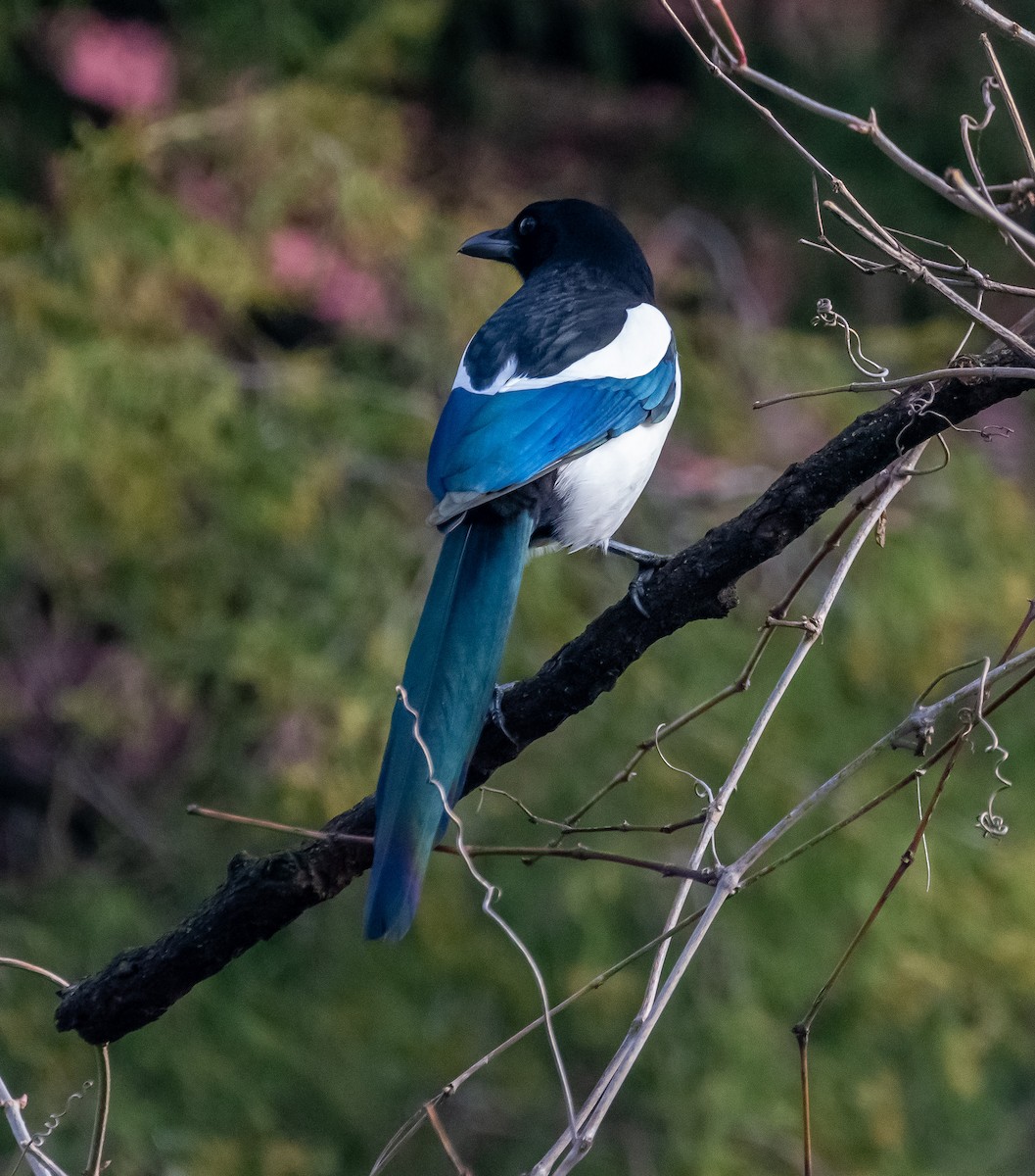 Urraca Común - ML646242148