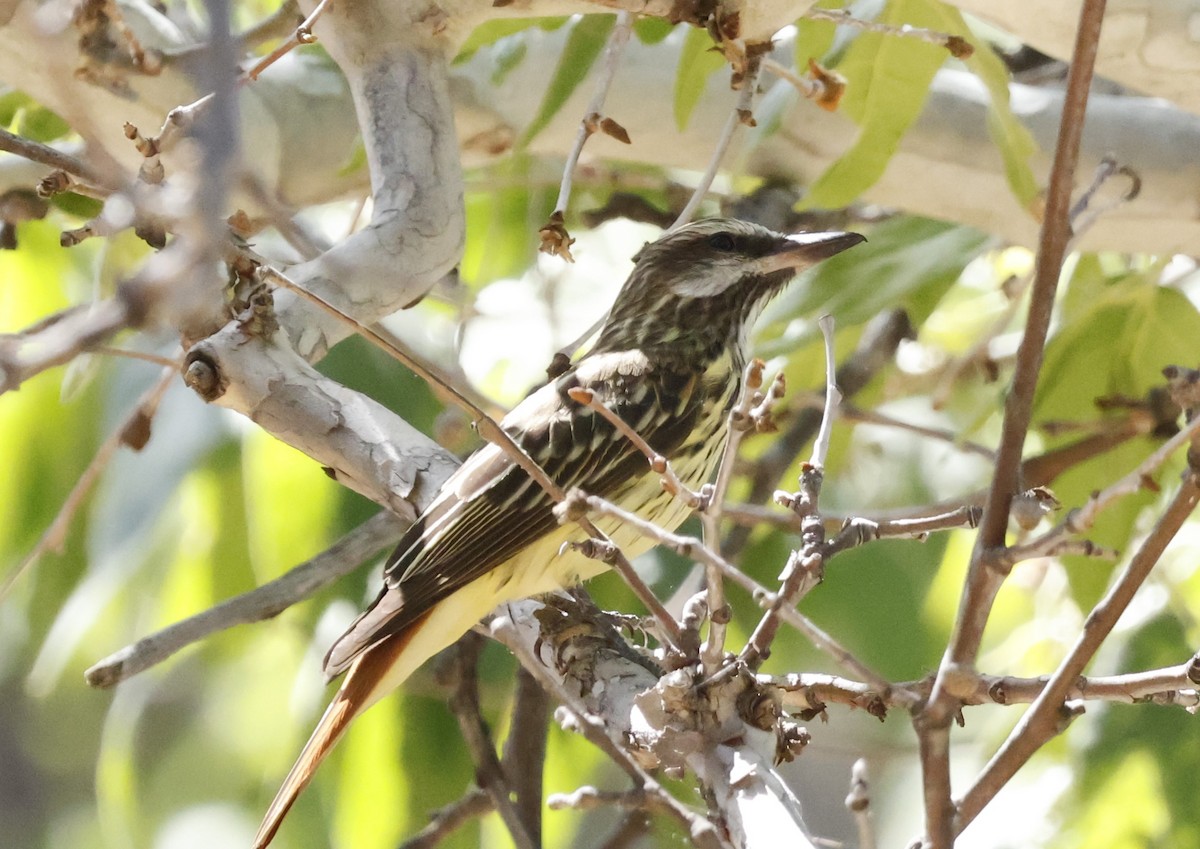 Bienteveo Ventriazufrado - ML646242149