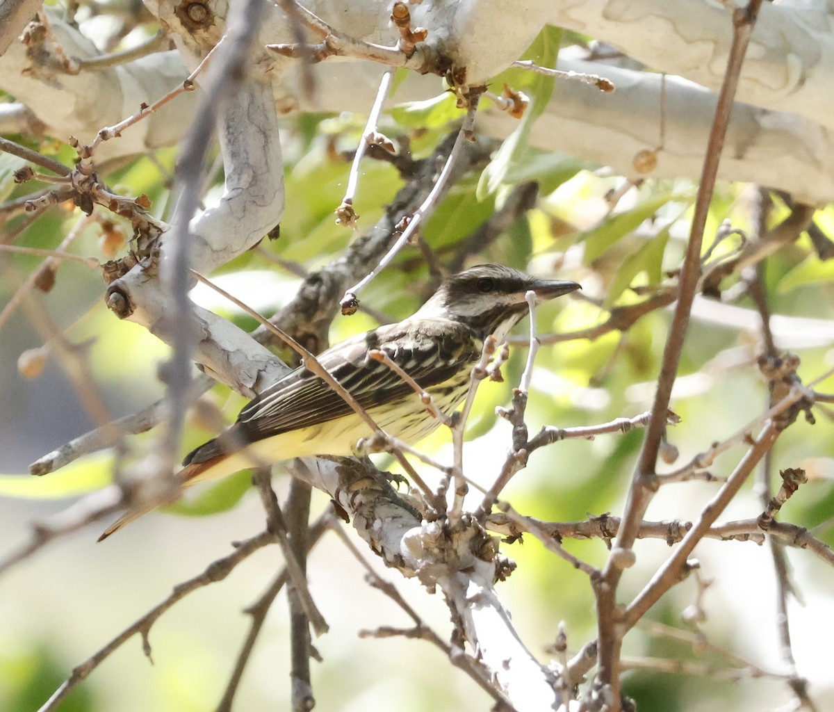 Bienteveo Ventriazufrado - ML646242150