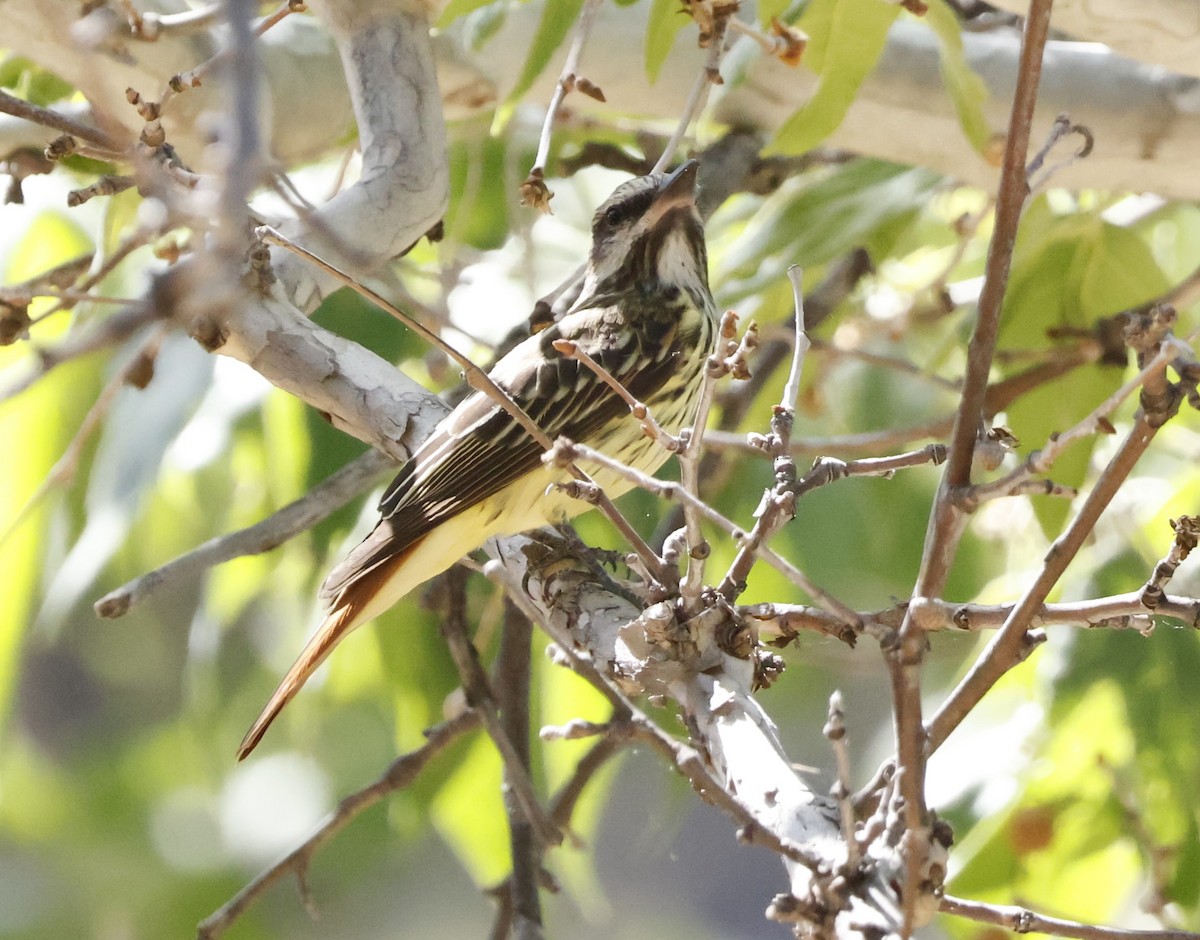 Bienteveo Ventriazufrado - ML646242151