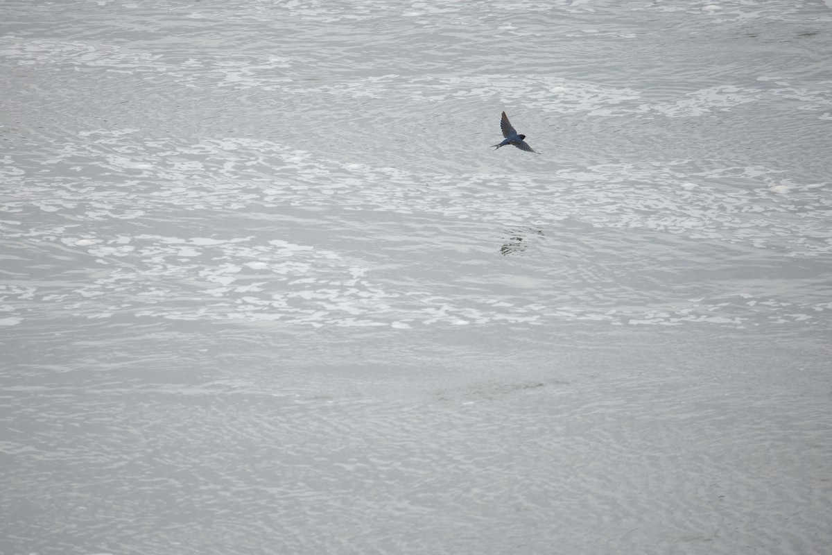 Golondrina Común - ML646242152
