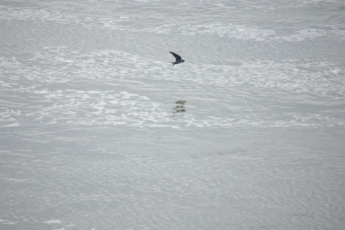 Golondrina Común - ML646242153