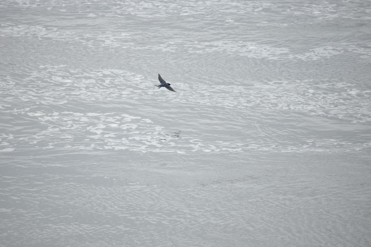 Golondrina Común - ML646242154