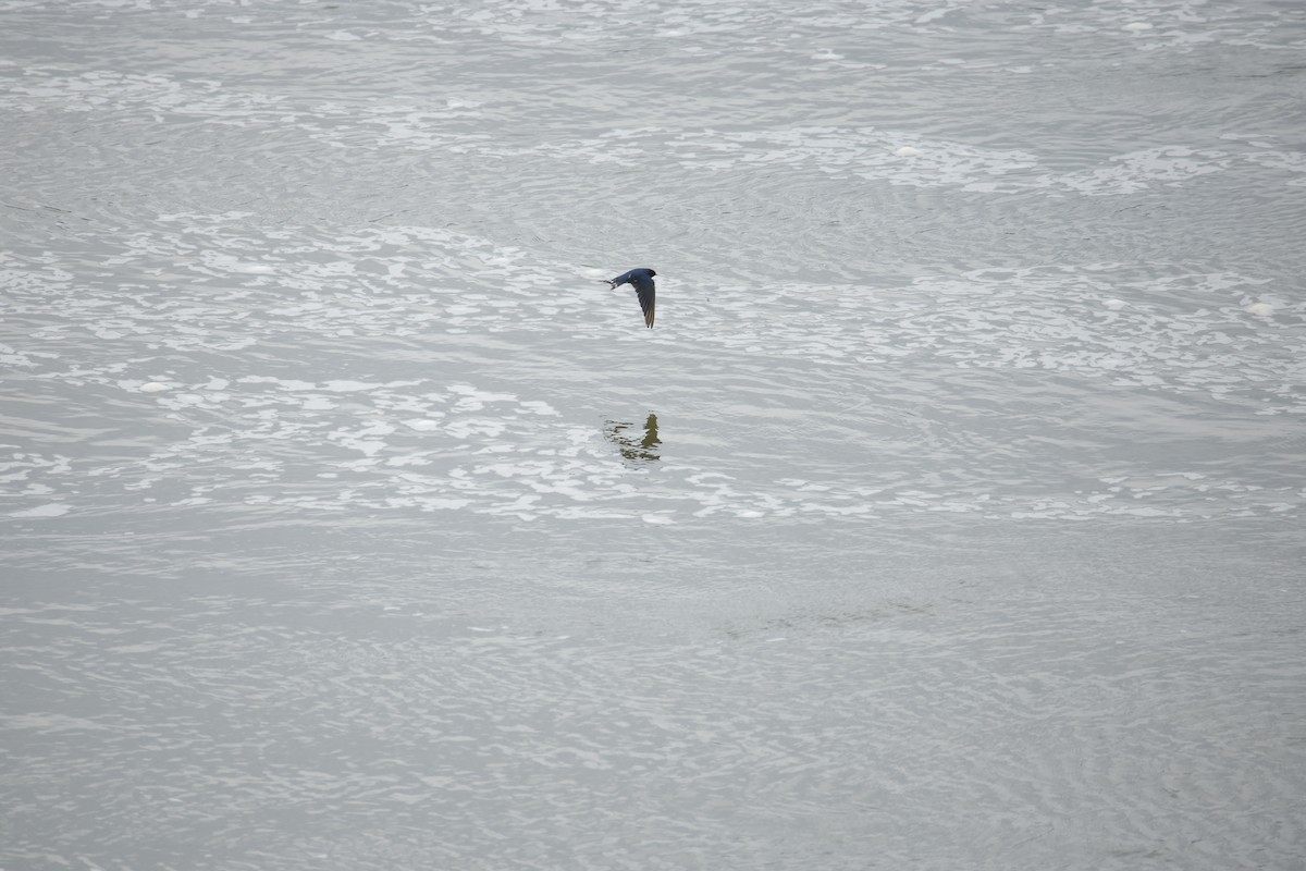 Golondrina Común - ML646242155