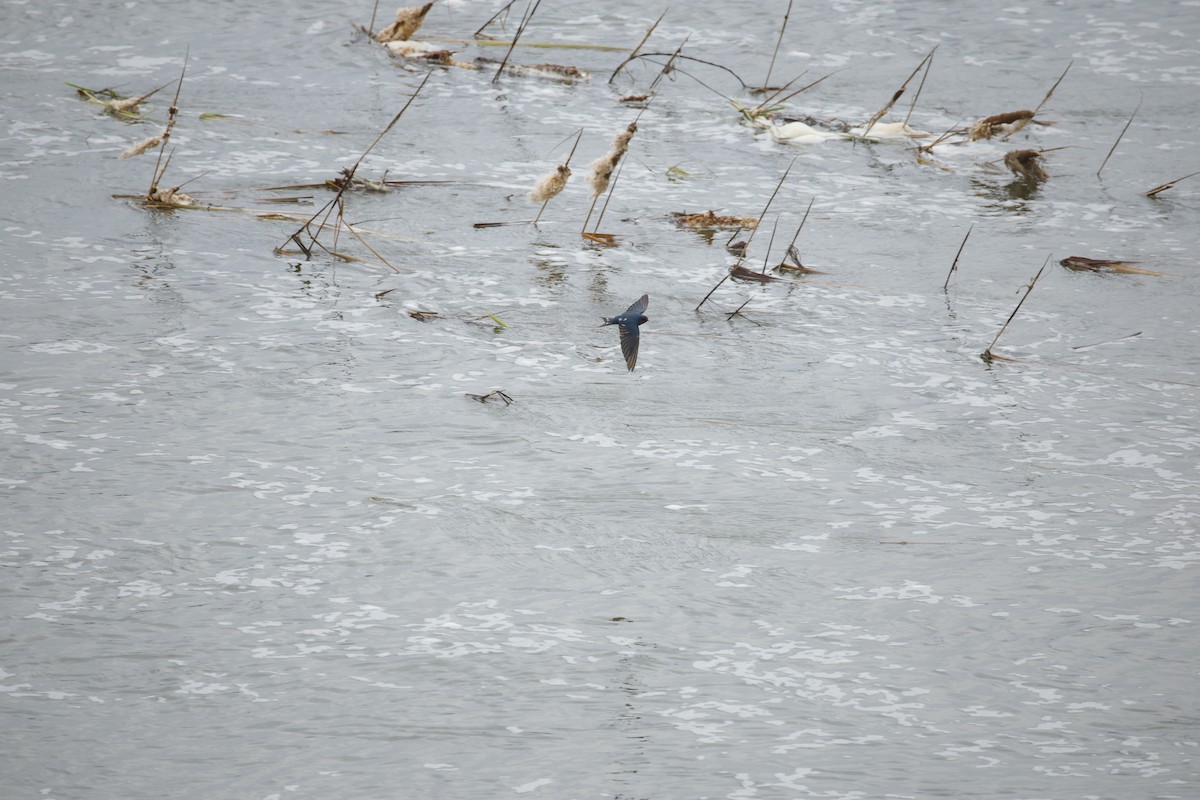 Golondrina Común - ML646242156