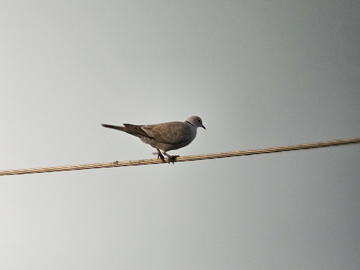 Tórtola Turca - ML646242157