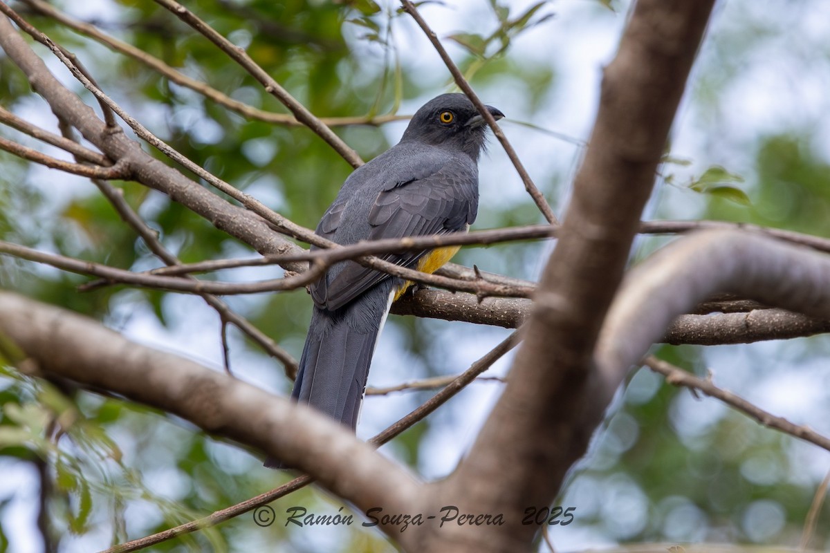 Trogón Citrino - ML646242158