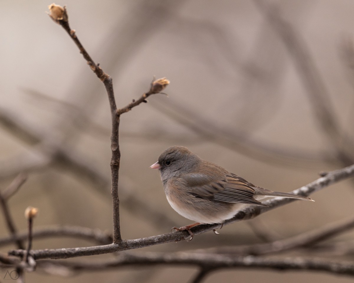 Junco Ojioscuro - ML646242159
