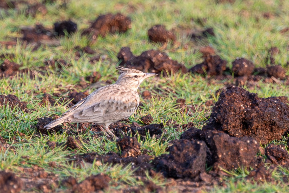 Cogujada Común - ML646242160