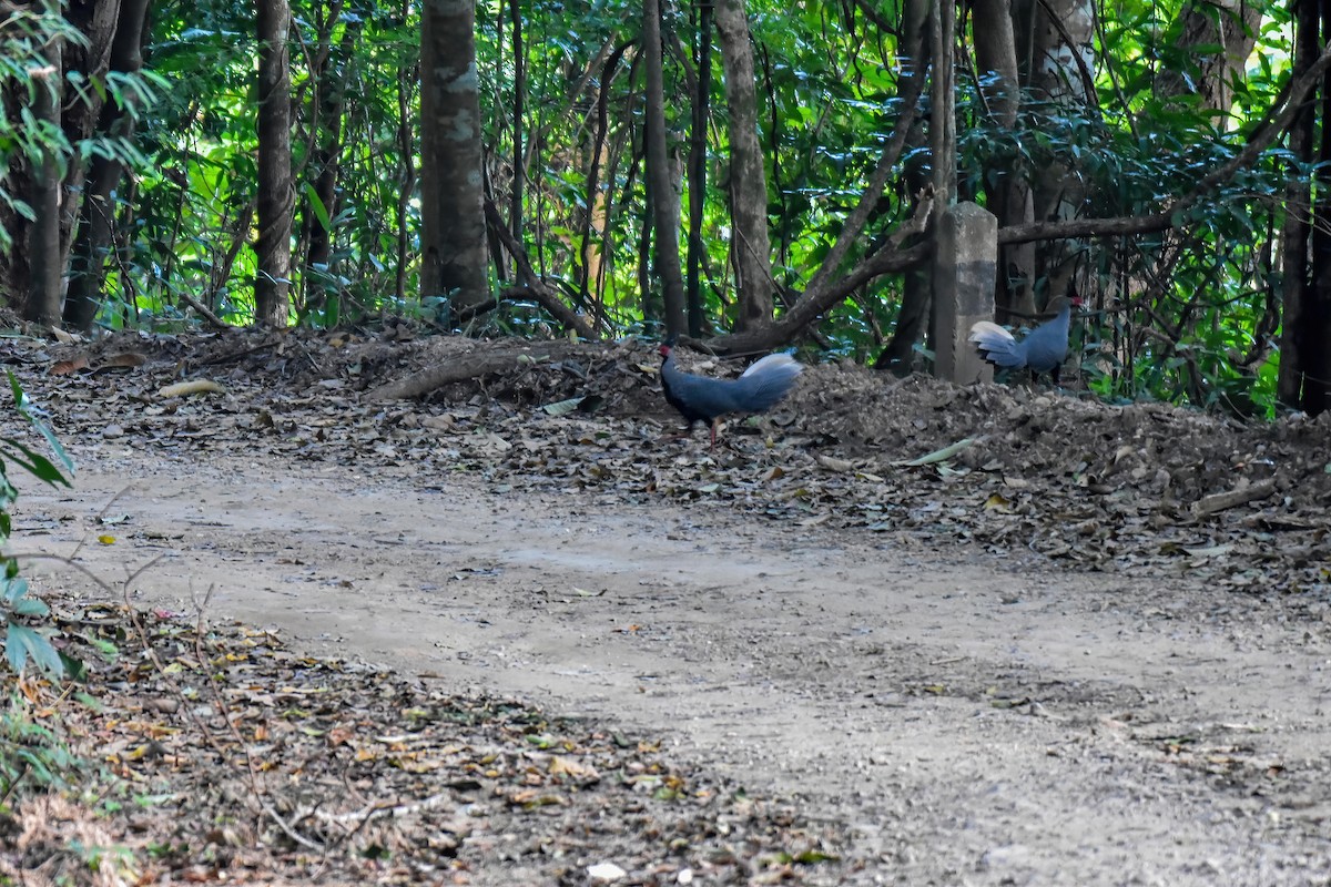 Kalij Pheasant - ML646242161