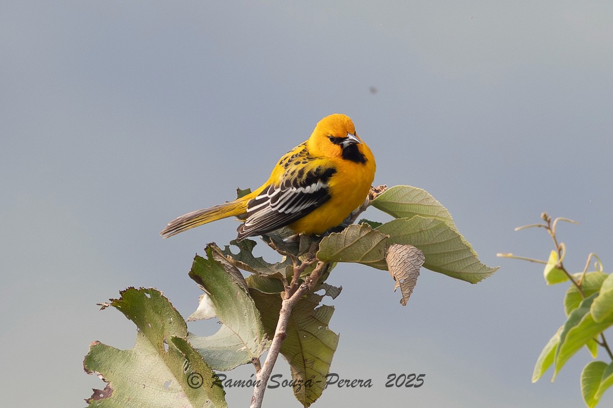 Turpial Dorsilistado - ML646242163