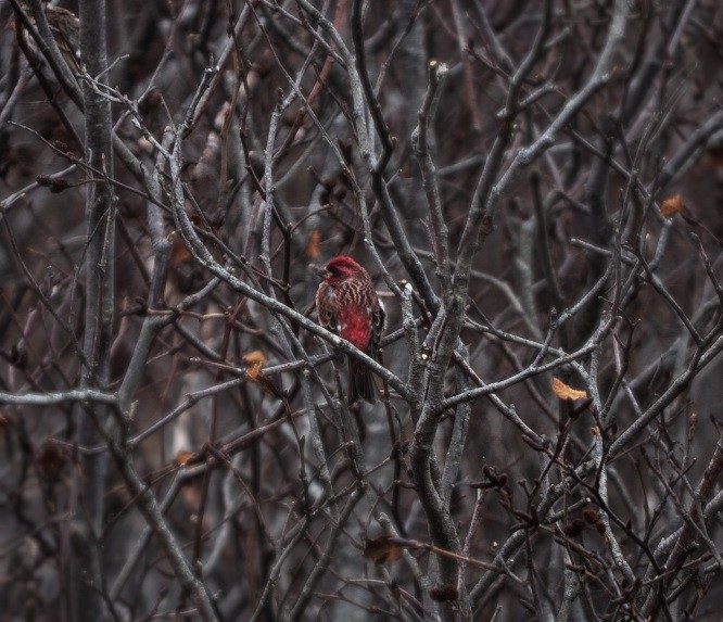 Camachuelo Purpúreo - ML646242164