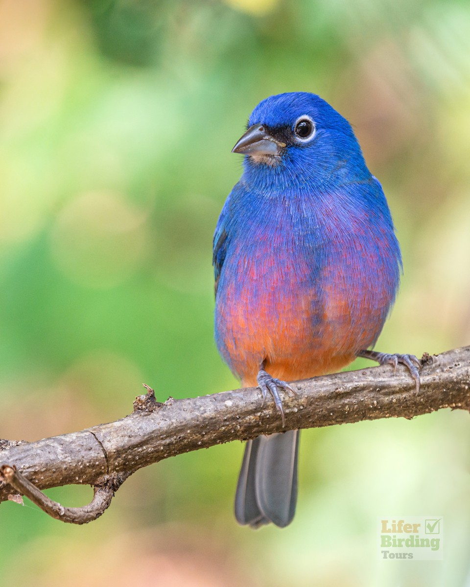 Azulillo Ventrirrosado - ML646242165