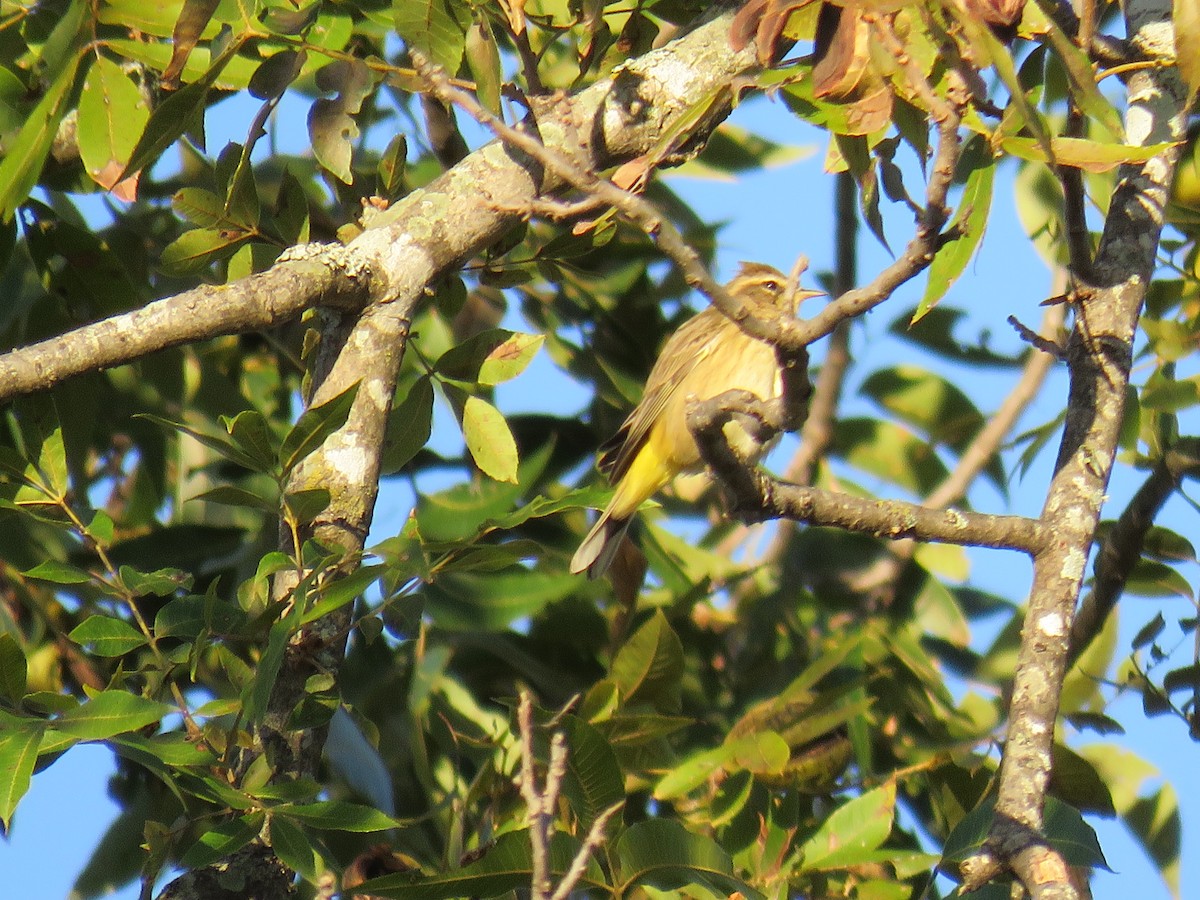 Reinita Palmera - ML646242169