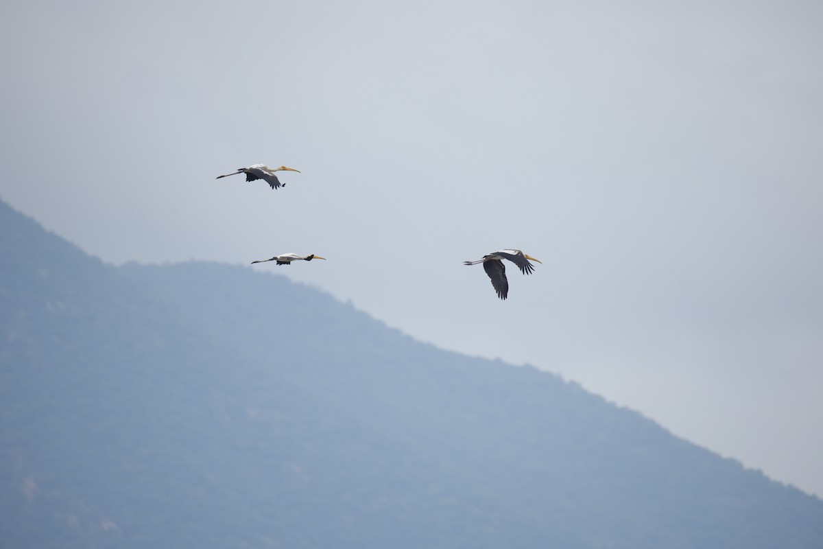 Tántalo Indio - ML646242170