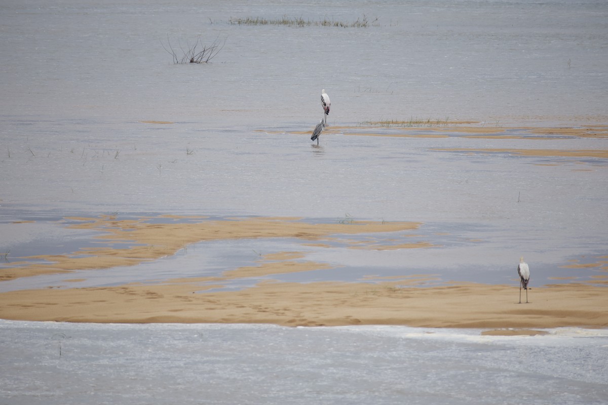 Tántalo Indio - ML646242173