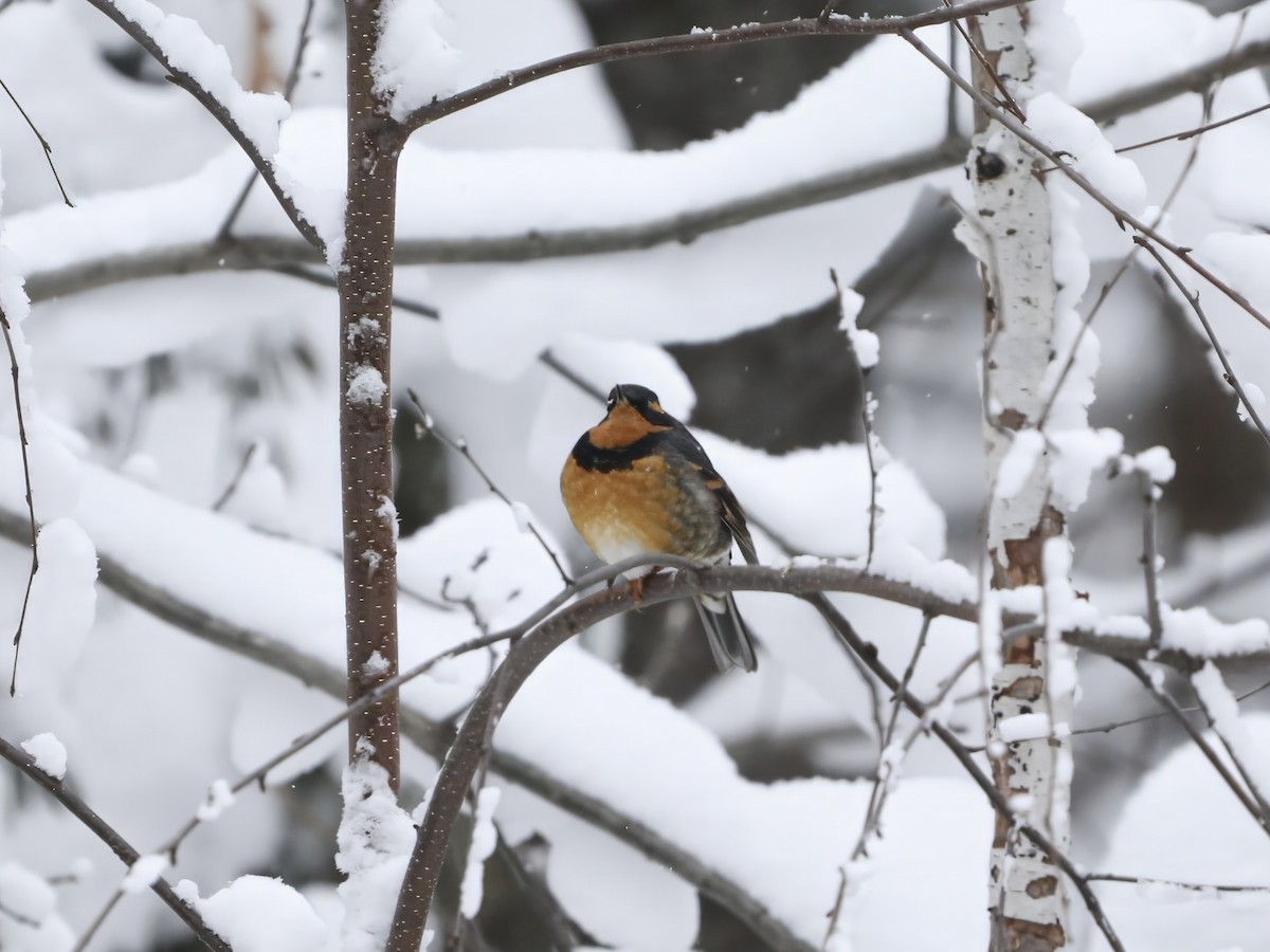 drozd pruhokřídlý - ML646242178