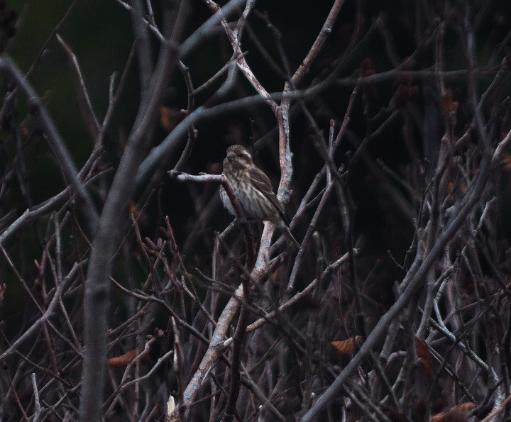 Camachuelo Purpúreo - ML646242179