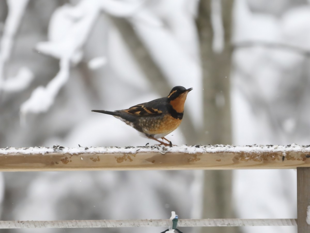 drozd pruhokřídlý - ML646242180