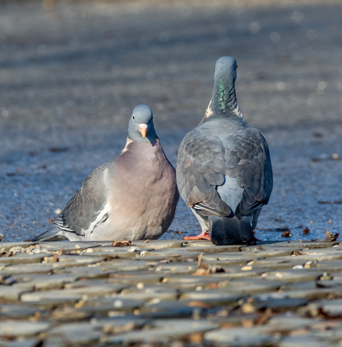 Paloma Torcaz - ML646242183