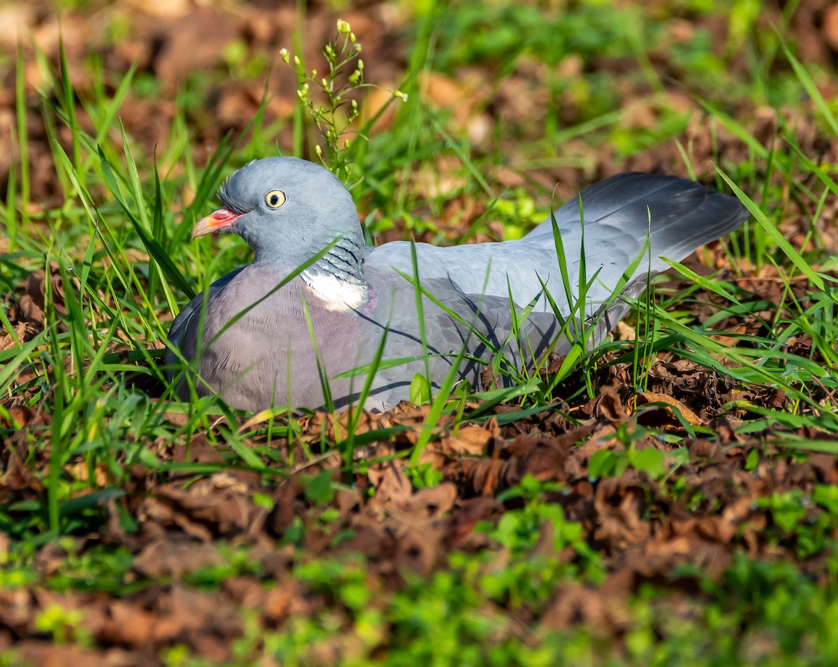 Paloma Torcaz - ML646242184