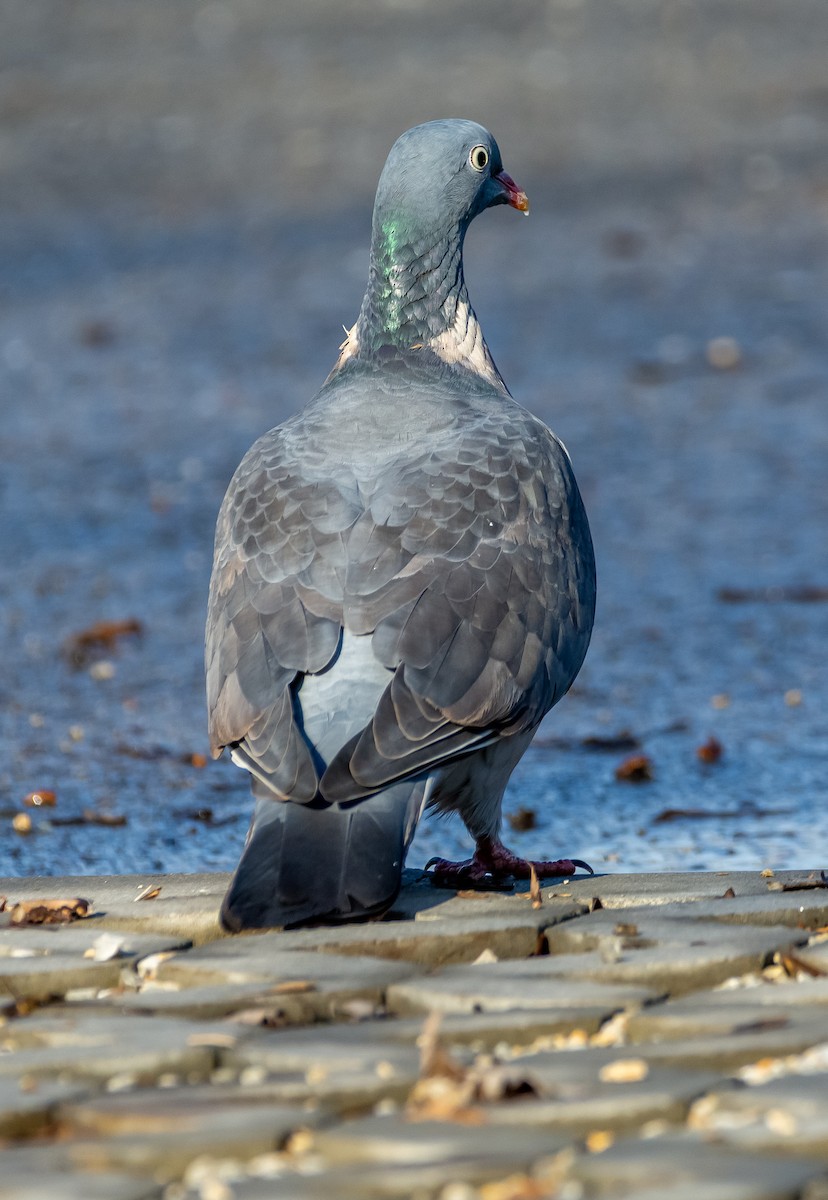 Paloma Torcaz - ML646242185