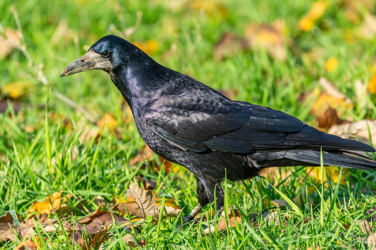 Ekin Kargası - ML646242191