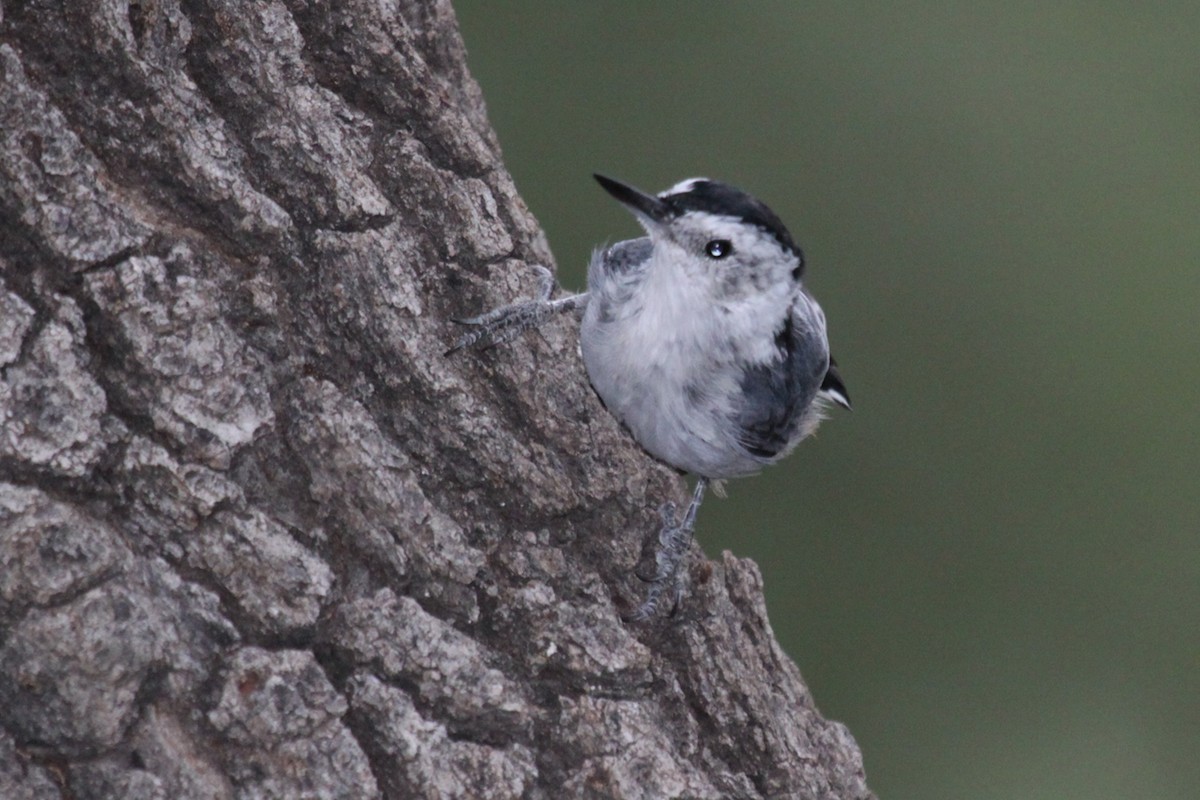 White-breasted Nuthatch (Interior West) - ML646242192