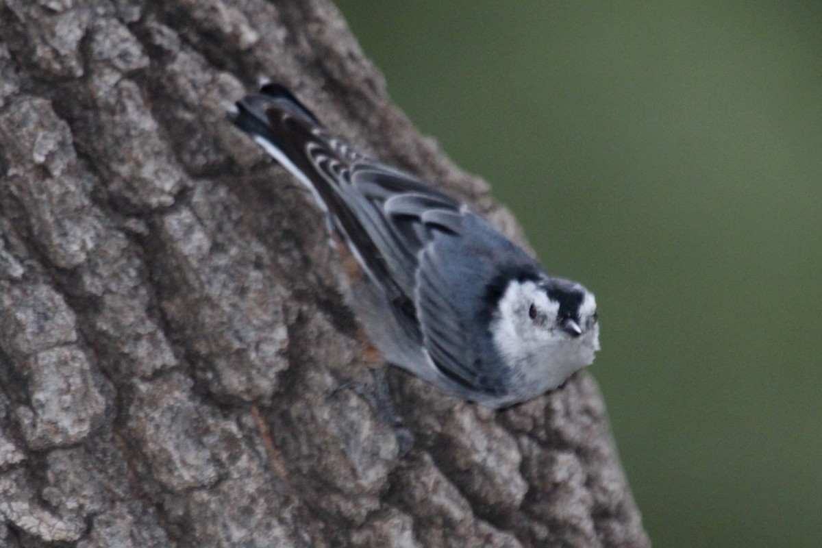 White-breasted Nuthatch (Interior West) - ML646242193