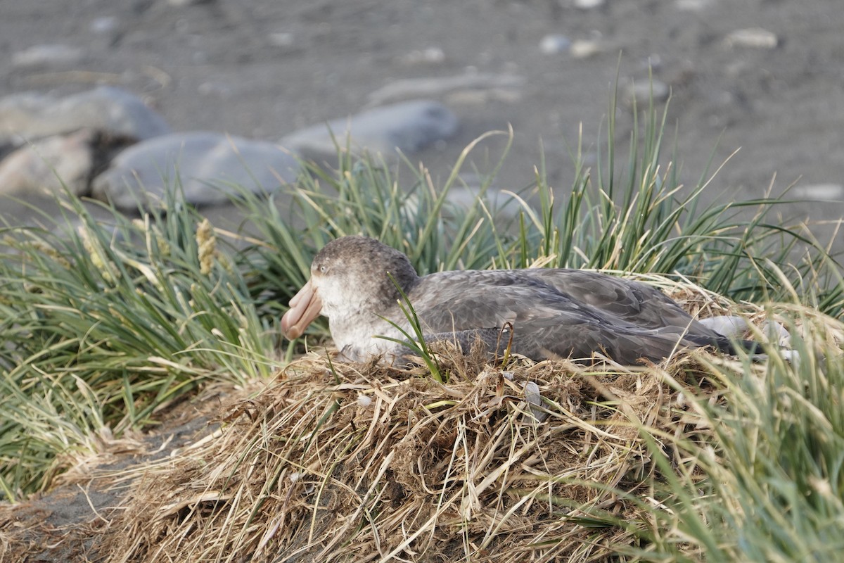 Northern Giant-Petrel - ML646242202