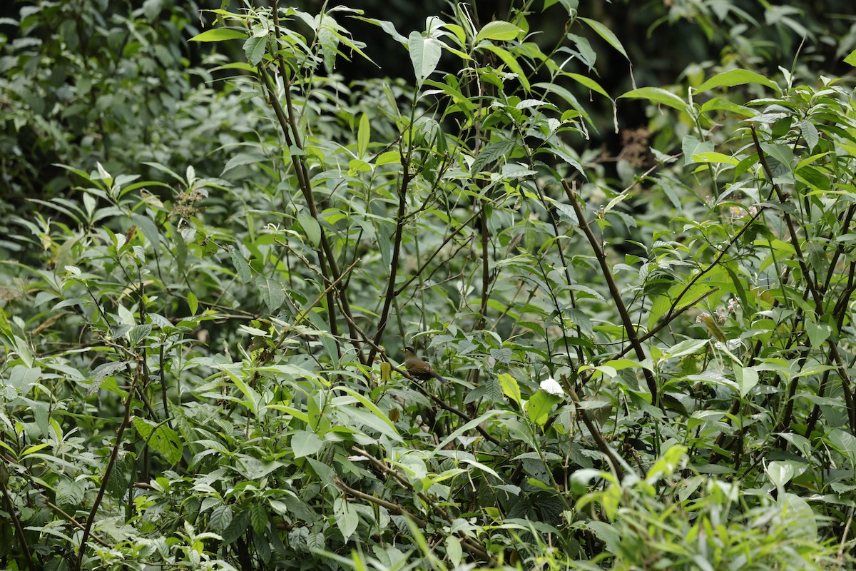 ブグンヤブドリ - ML646242203