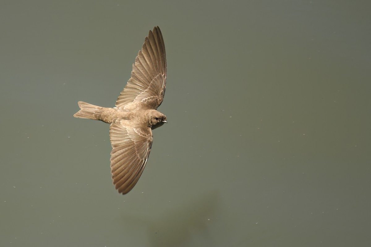 Plain Martin - ML646242215