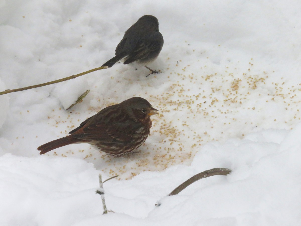 Fox Sparrow - ML646242222