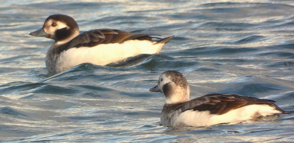 Long-tailed Duck - ML646242225