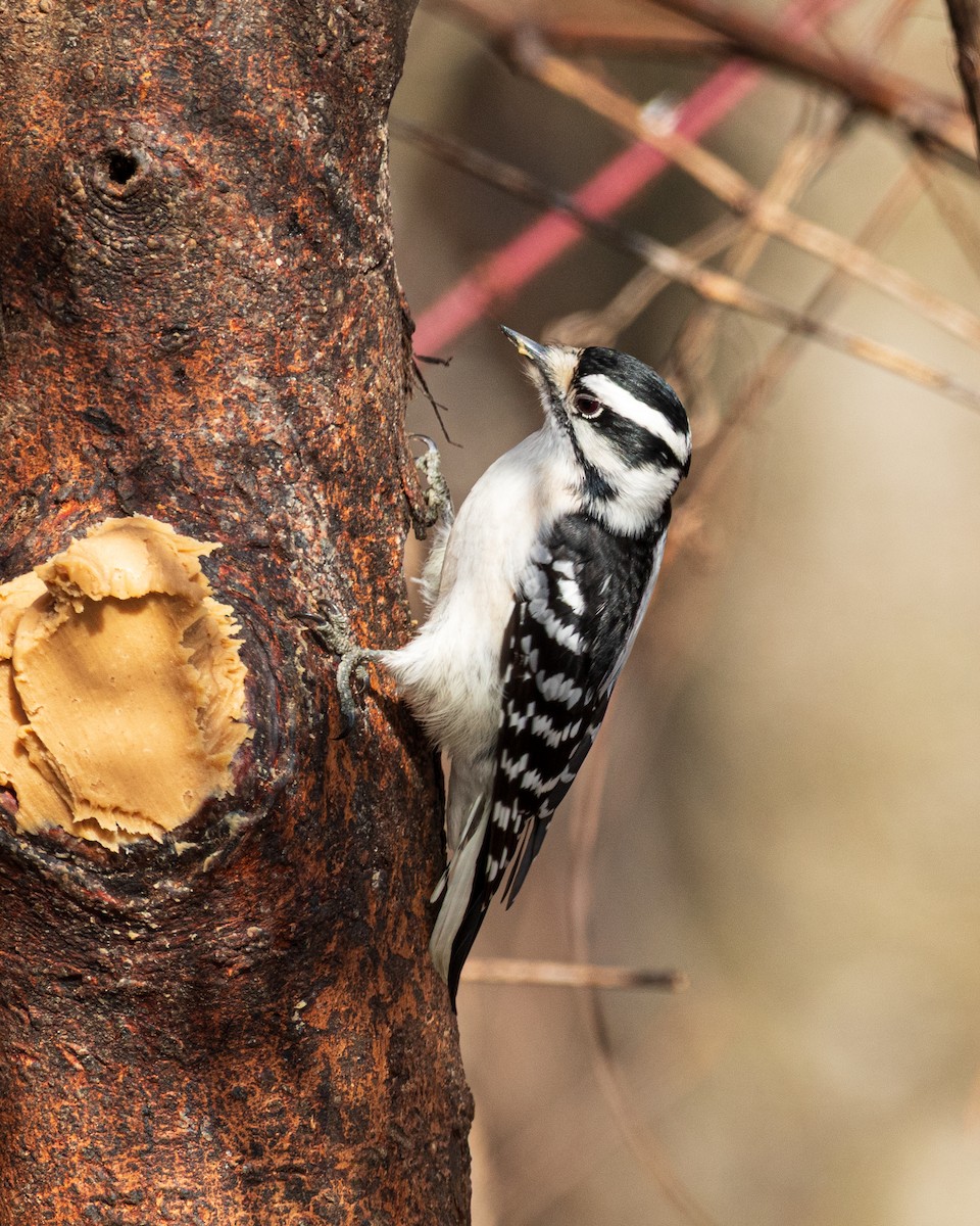 Downy Woodpecker - ML646242226
