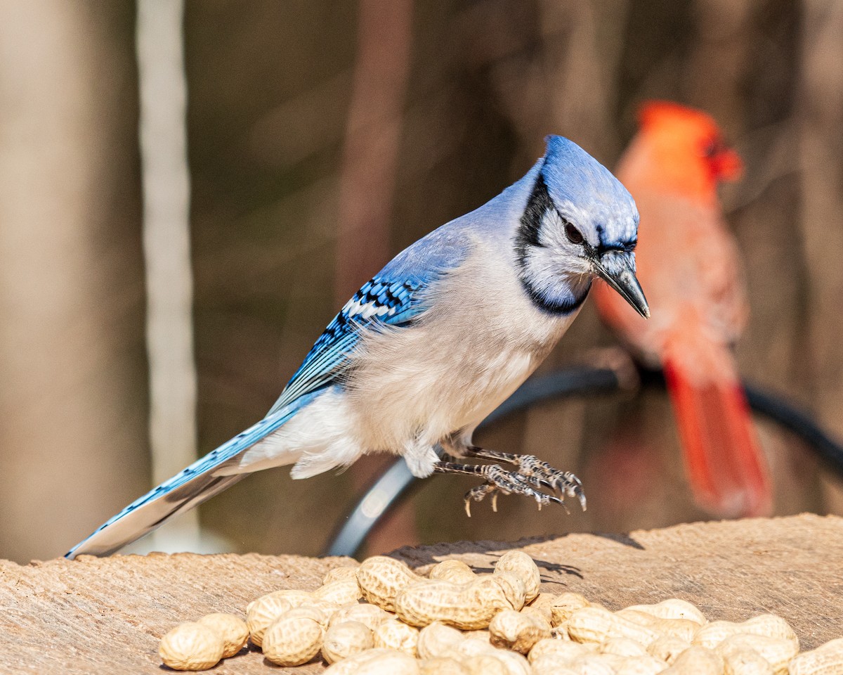 Blue Jay - ML646242231