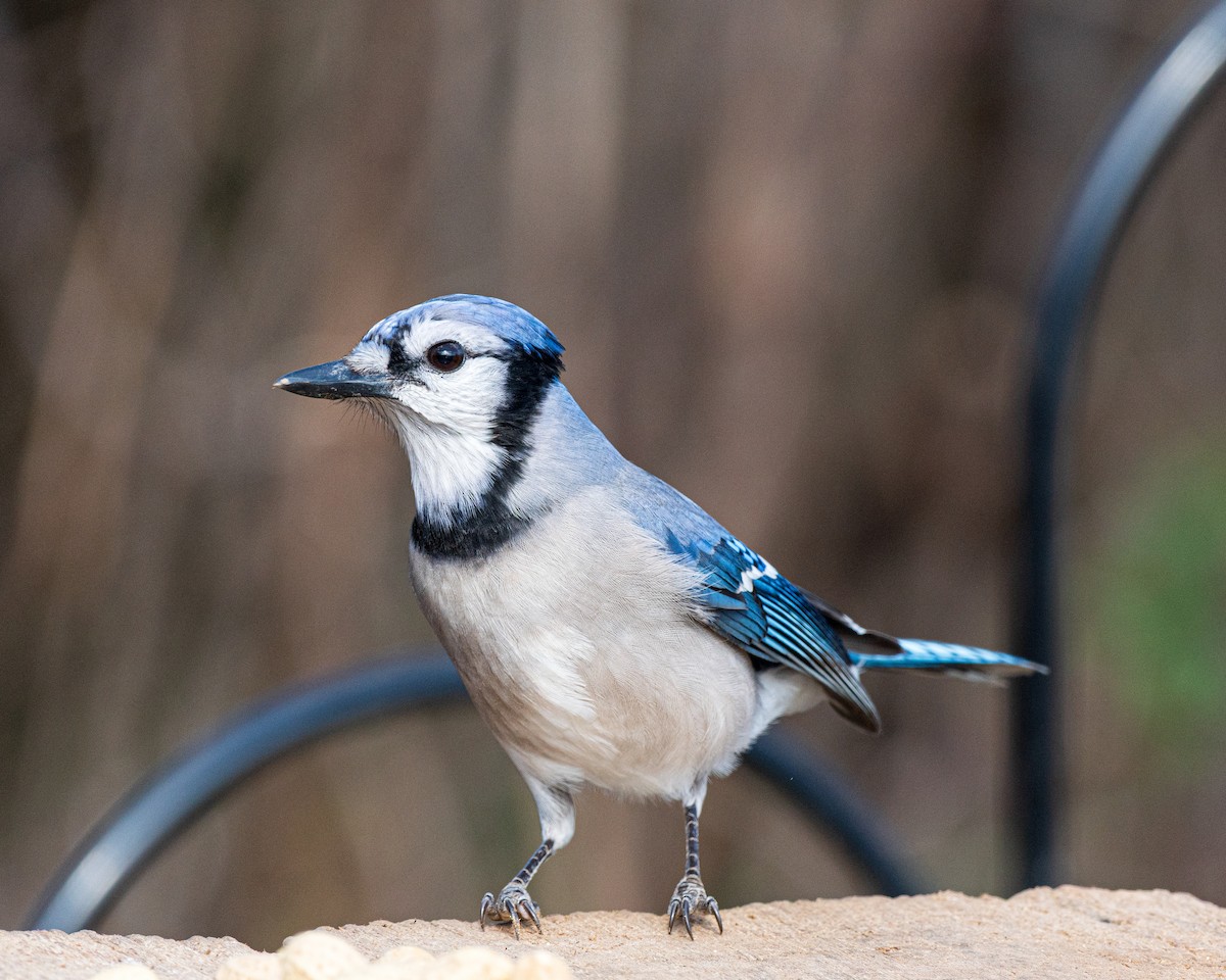 Blue Jay - ML646242232