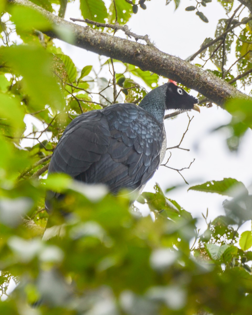 Horned Guan - ML646242233