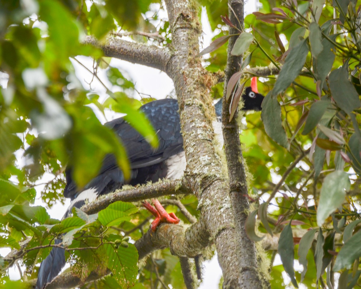Horned Guan - ML646242241