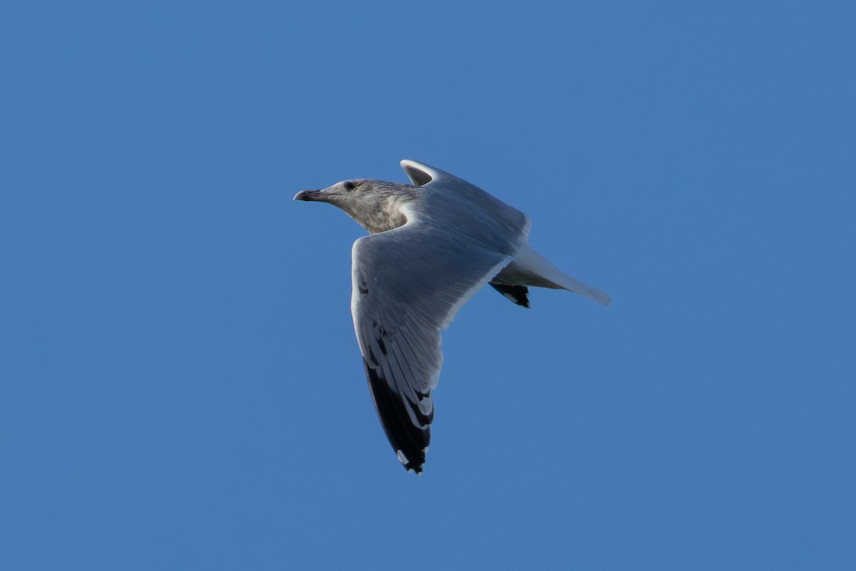 European Herring Gull - ML646242244