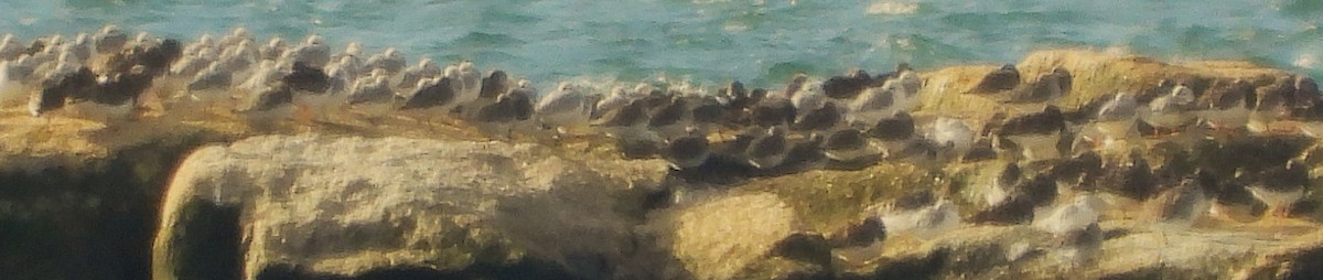 Sanderling - ML646242266