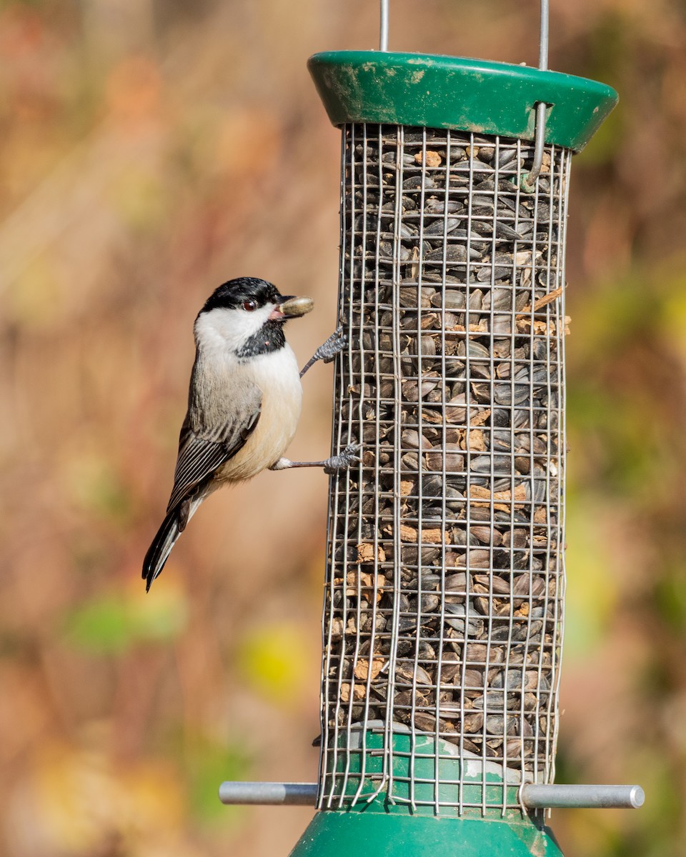 Carolina Chickadee - ML646242268