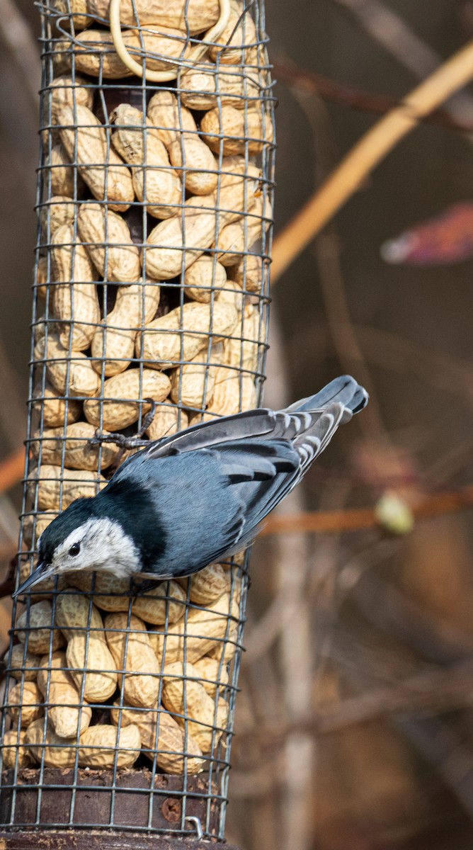 White-breasted Nuthatch - ML646242270