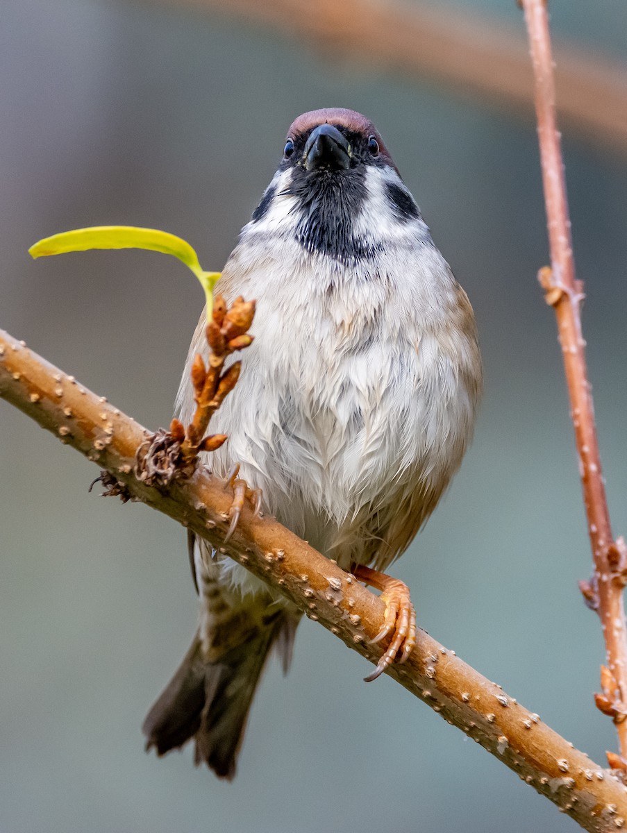 Eurasian Tree Sparrow - ML646242273